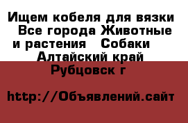 Ищем кобеля для вязки - Все города Животные и растения » Собаки   . Алтайский край,Рубцовск г.